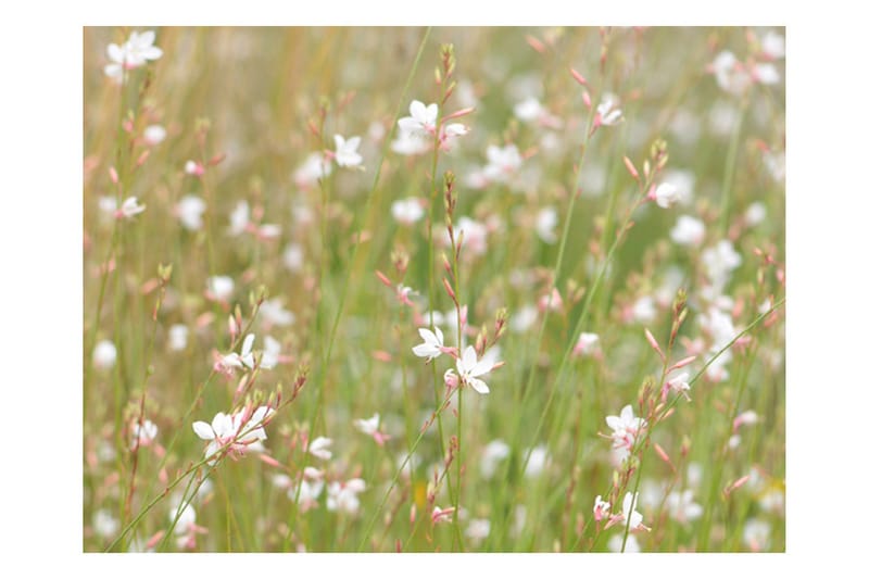 Fototapet Vita Känsliga Blommor 400x309 - Artgeist sp. z o. o. - Inredning - Väggdekor - Tapet & tapettillbehör - Fototapet