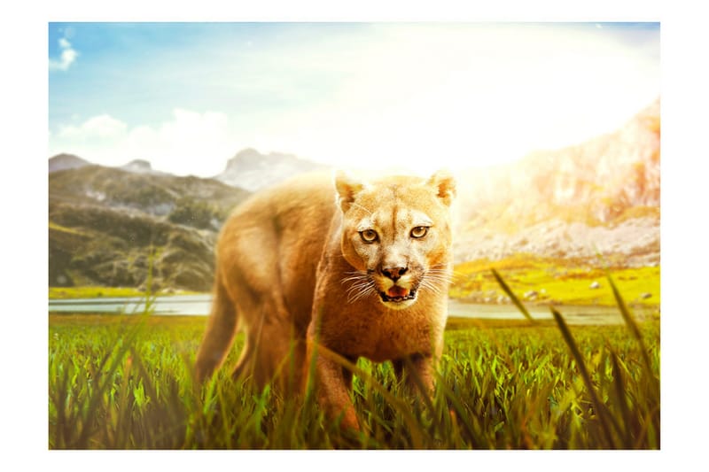 Fototapet Watch Out! 250x175 - Artgeist sp. z o. o. - Inredning - Väggdekor - Tapet & tapettillbehör - Fototapet