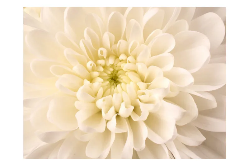 Fototapet White Dahlia 250x193 - Artgeist sp. z o. o. - Inredning - Väggdekor - Tapet & tapettillbehör - Fototapet