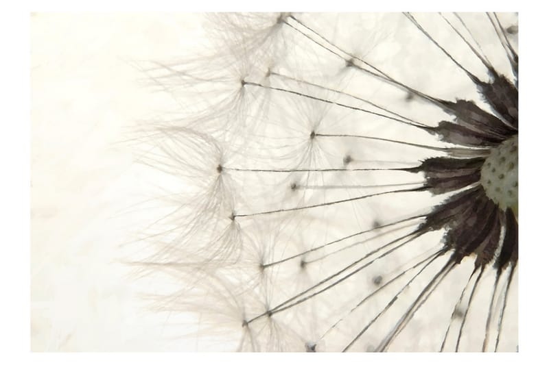 Fototapet White Dandelion 350x245 - Artgeist sp. z o. o. - Inredning - Väggdekor - Tapet & tapettillbehör - Fototapet