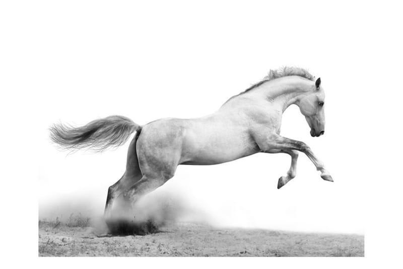 Fototapet White Gallop 350x270 - Artgeist sp. z o. o. - Inredning - Väggdekor - Tapet & tapettillbehör - Fototapet