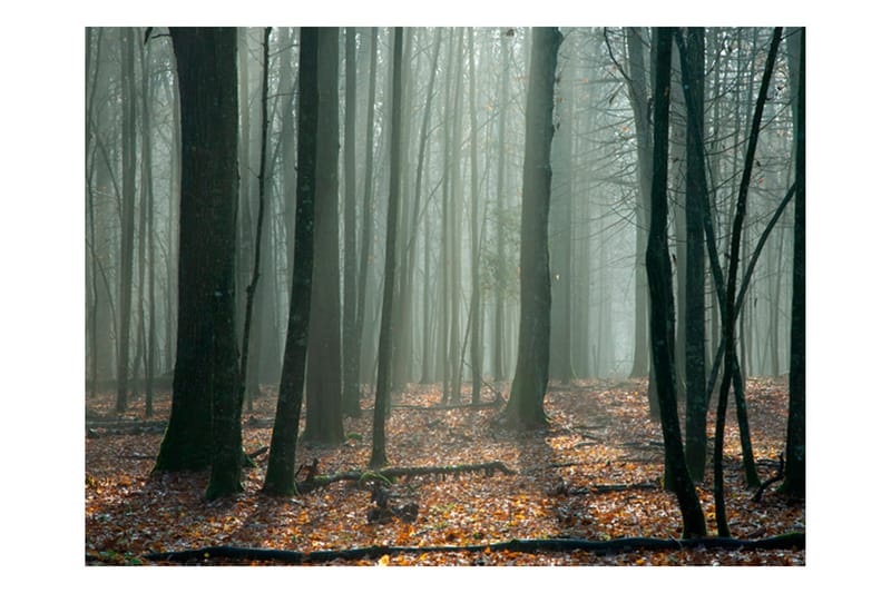 Fototapet Witches' Forest 350x270 - Artgeist sp. z o. o. - Inredning - Väggdekor - Tapet & tapettillbehör - Fototapet
