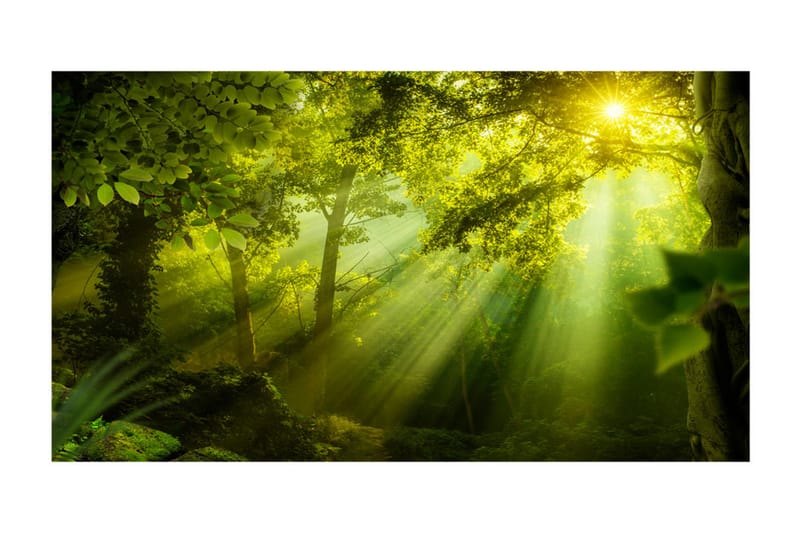 Fototapet XXL In A Secret Forest II 500x280 - Artgeist sp. z o. o. - Inredning - Väggdekor - Tapet & tapettillbehör - Fototapet