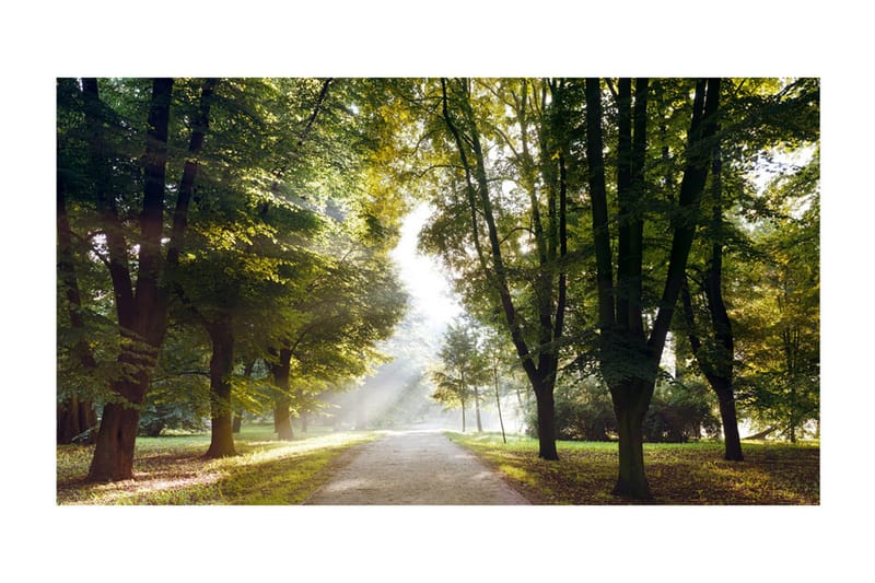Fototapet XXL Morning Walk II 600x280 - Artgeist sp. z o. o. - Inredning - Väggdekor - Tapet & tapettillbehör - Fototapet