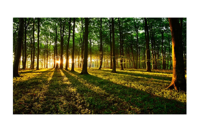 Fototapet XXL Mystical Morning II 500x280 - Artgeist sp. z o. o. - Inredning - Väggdekor - Tapet & tapettillbehör - Fototapet