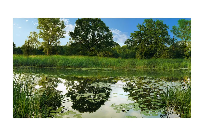 Fototapet XXL The Magic Pond II 600x280 - Artgeist sp. z o. o. - Inredning - Väggdekor - Tapet & tapettillbehör - Fototapet