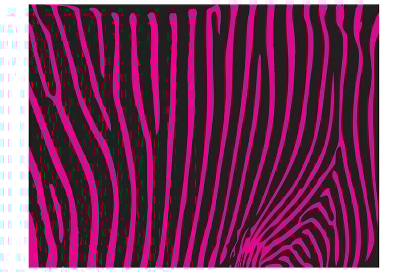 Fototapet Zebra Mönster Violett 350x270 - Artgeist sp. z o. o. - Inredning - Väggdekor - Tapet & tapettillbehör - Fototapet
