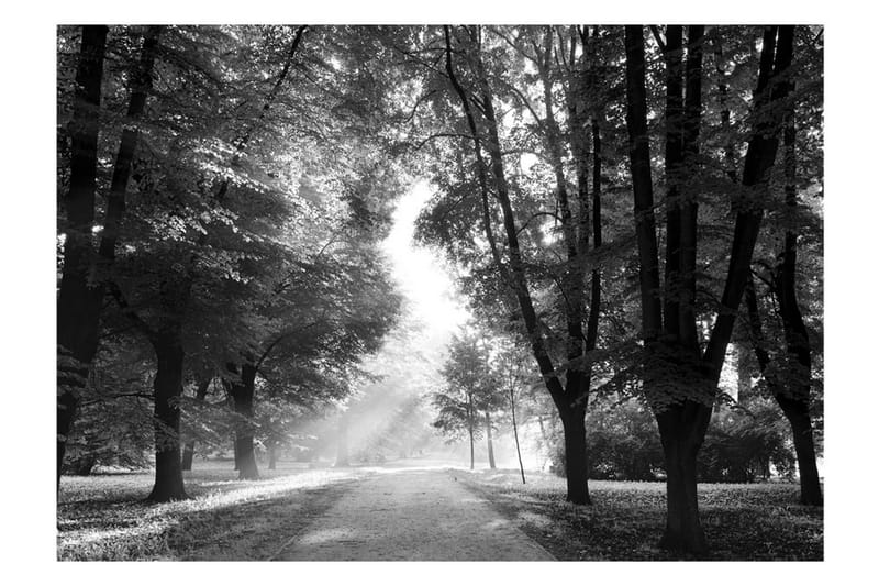 Fototapet Path Of Memories 300x210 - Artgeist sp. z o. o. - Inredning - Väggdekor - Tapet & tapettillbehör - Fototapet