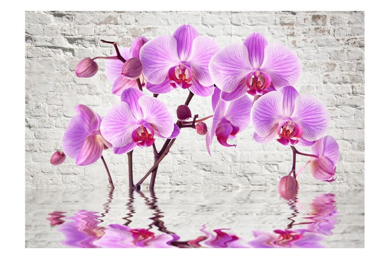 Fototapet Purple Delight 300x210 - Artgeist sp. z o. o. - Inredning - Väggdekor - Tapet & tapettillbehör - Fototapet