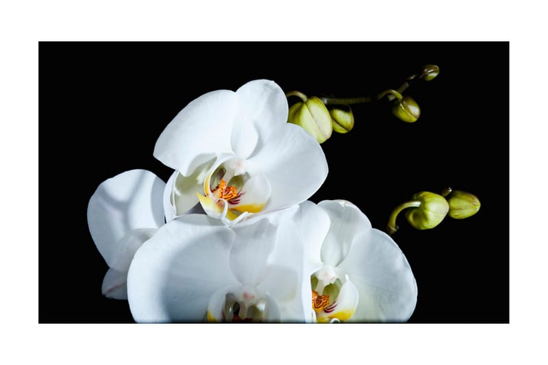 Fototapet Phalaenopsis 450x270 - Artgeist sp. z o. o. - Inredning - Väggdekor - Tapet & tapettillbehör - Fototapet