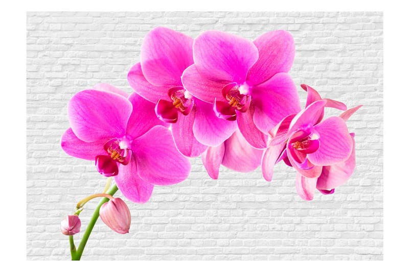 Fototapet Pink Excitation 150x105 - Artgeist sp. z o. o. - Inredning - Väggdekor - Tapet & tapettillbehör - Fototapet