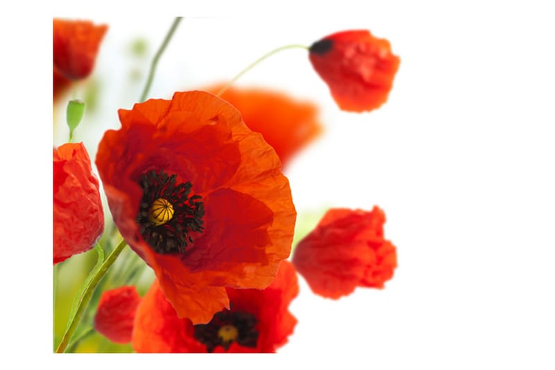 Fototapet Poppies On The Wihite Background 300x231 - Artgeist sp. z o. o. - Inredning - Väggdekor - Tapet & tapettillbehör - Fototapet
