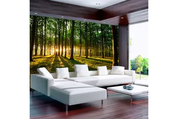 Fototapet Spring Morning In The Forest 400x280 - Artgeist sp. z o. o. - Inredning - Väggdekor - Tapet & tapettillbehör - Fototapet