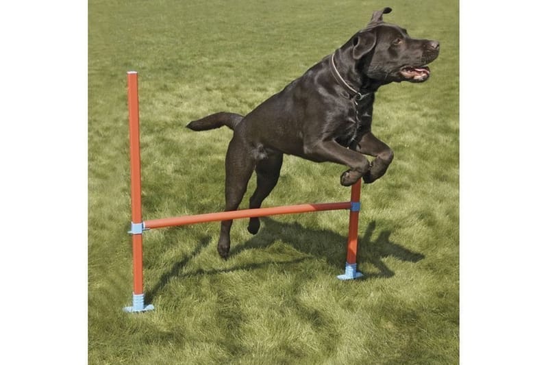 Agility-Hinder med Bärväska Orange/Turkos - Sport & fritid - För djuren - För hund - Hundträning & agility