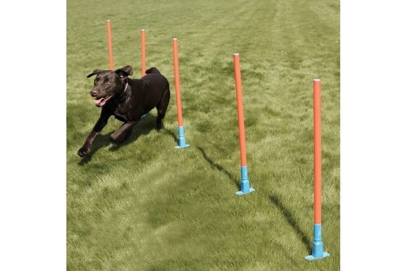 Agility Pinnar 70cm 5st med Bärväska Orange/Turkos - Hundträning & agility