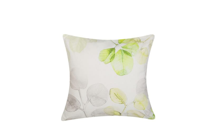 Prydnadskuddar Peperomia, undefined