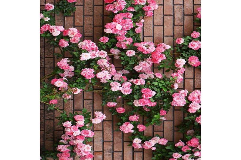 Homefesto Matta 140x220 cm - Multifärgad - Textil & mattor - Mattor - Orientaliska mattor