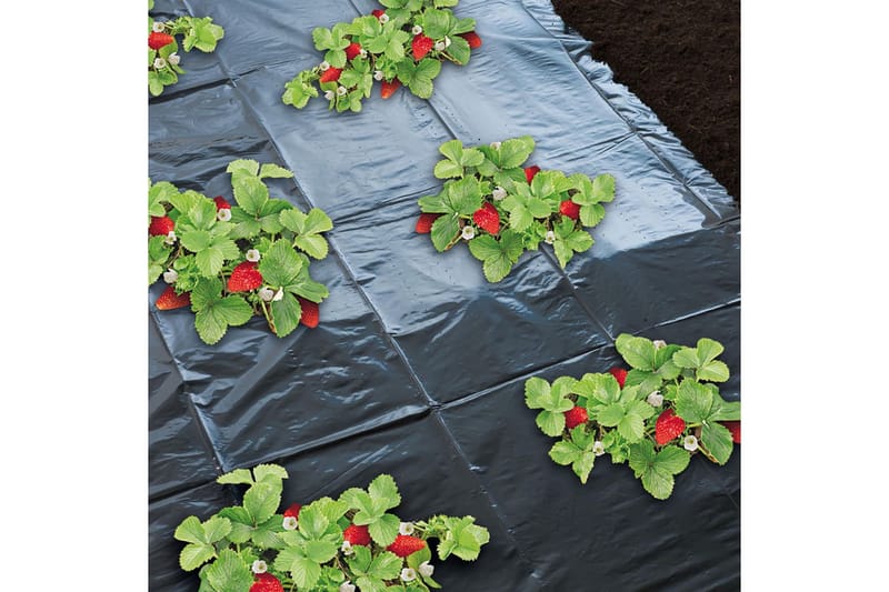 Nature Markduk för jordgubbar 1,4x20 m 6030231 - Svart - Bärnät - Plastnät & trädgårdsnät