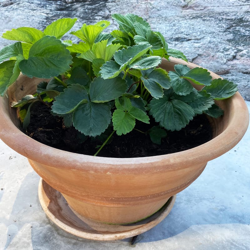 Glasväxthus 19m² | 5 års stormgaranti | 4mm säkerhetsglas | Svart - Trädgård & spabad - Trädgårdsskötsel - Växthus