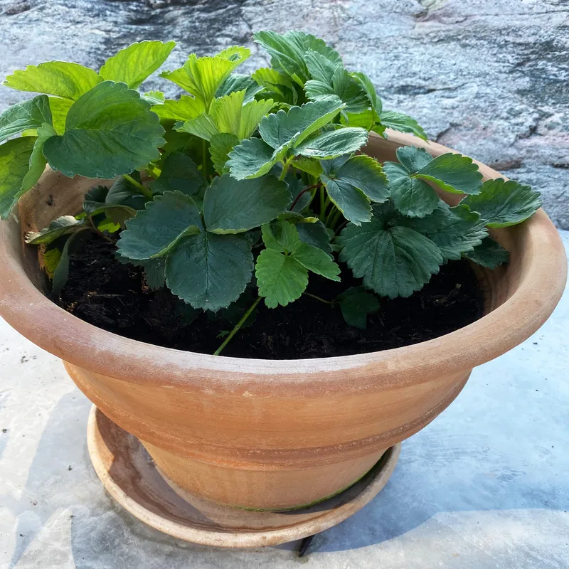 Glasväxthus 19m² | 5 års stormgaranti | 4mm säkerhetsglas | Svart - Trädgård & spabad - Trädgårdsskötsel - Växthus