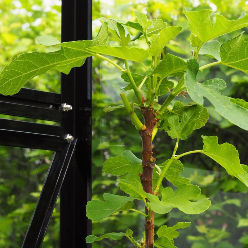 Glasväxthus 8,0m² | 5 års stormgaranti | 4mm säkerhetsglas | Svart - Trädgård & spabad - Trädgårdsskötsel - Växthus