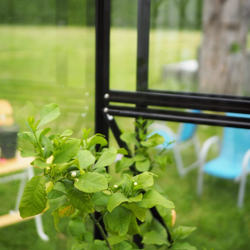 Glasväxthus 8,0m² | 5 års stormgaranti | 4mm säkerhetsglas | Svart - Trädgård & spabad - Trädgårdsskötsel - Växthus
