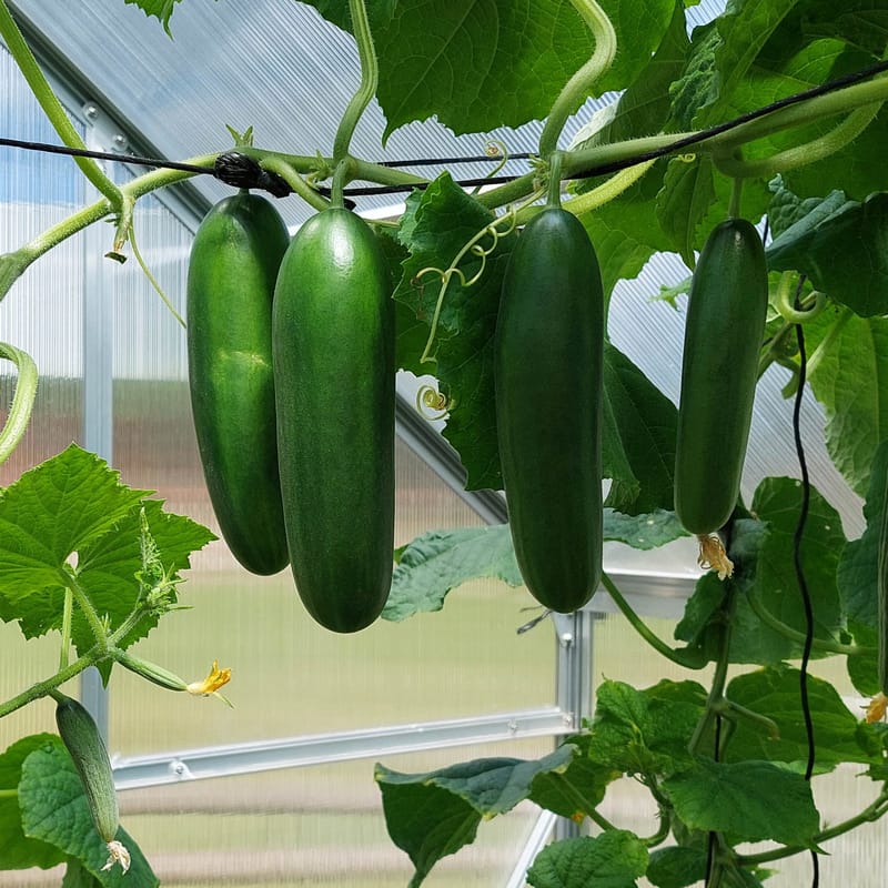 Växthus 12,4m² | Extra hög odlingshöjd | 6mm kanalplast - Trädgård & spabad - Trädgårdsskötsel - Växthus