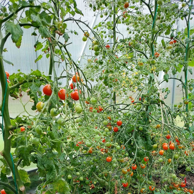 Växthus 12,4m² | Extra hög odlingshöjd | 6mm kanalplast - Trädgård & spabad - Trädgårdsskötsel - Växthus