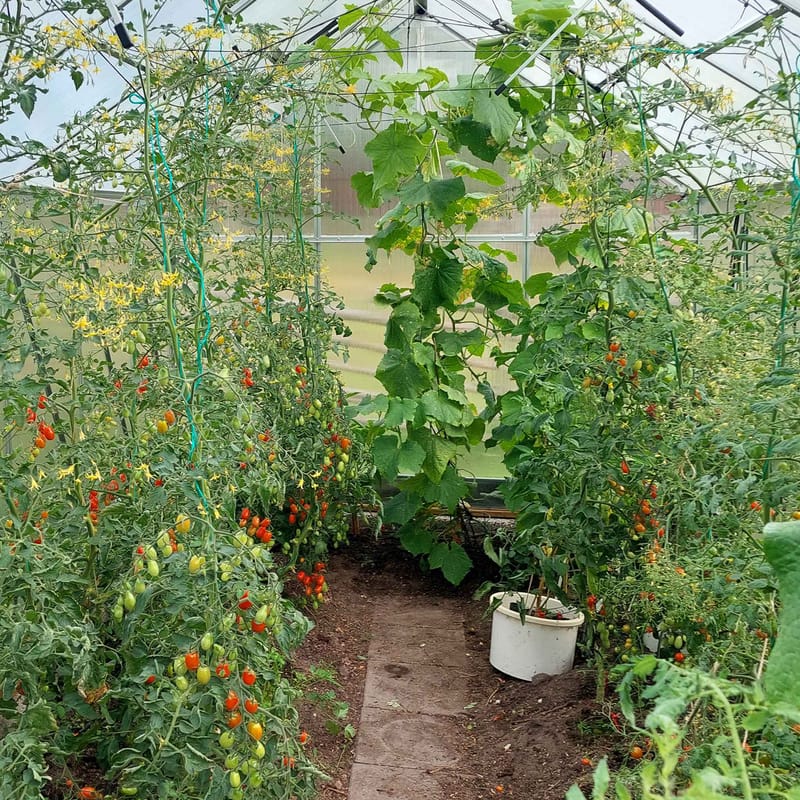 Växthus 12,4m² | Extra hög odlingshöjd | 6mm kanalplast - Trädgård & spabad - Trädgårdsskötsel - Växthus