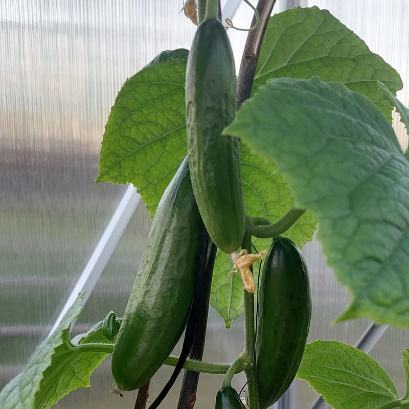 Växthus 12,4m² | Extra hög odlingshöjd | 6mm kanalplast - Trädgård & spabad - Trädgårdsskötsel - Växthus