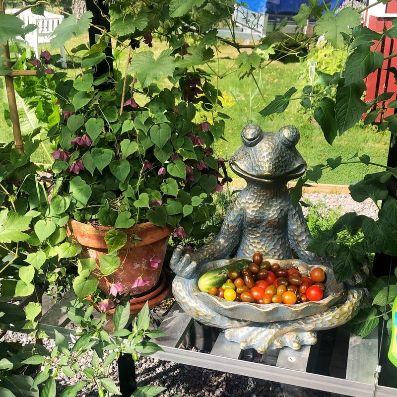 Växthus 12,7m² | 5 års stormgaranti | 4mm säkerhetsglas | Svart - Trädgård & spabad - Trädgårdsskötsel - Växthus