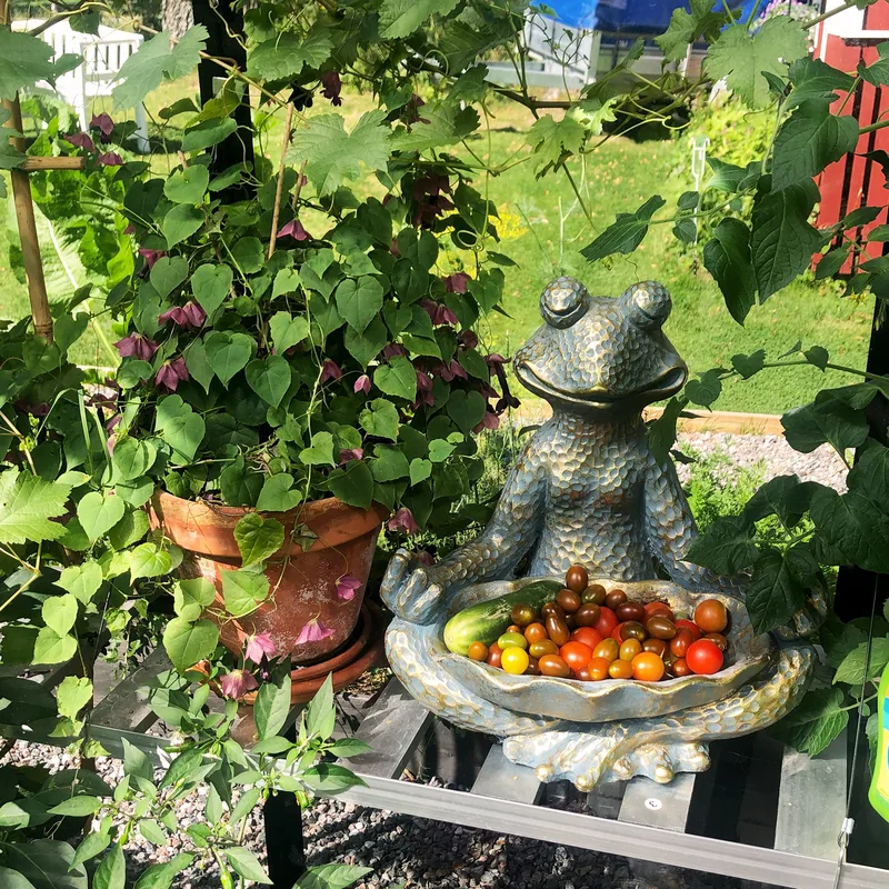 Växthus 12,7m² | 5 års stormgaranti | 4mm säkerhetsglas | Svart - Trädgård & spabad - Trädgårdsskötsel - Växthus