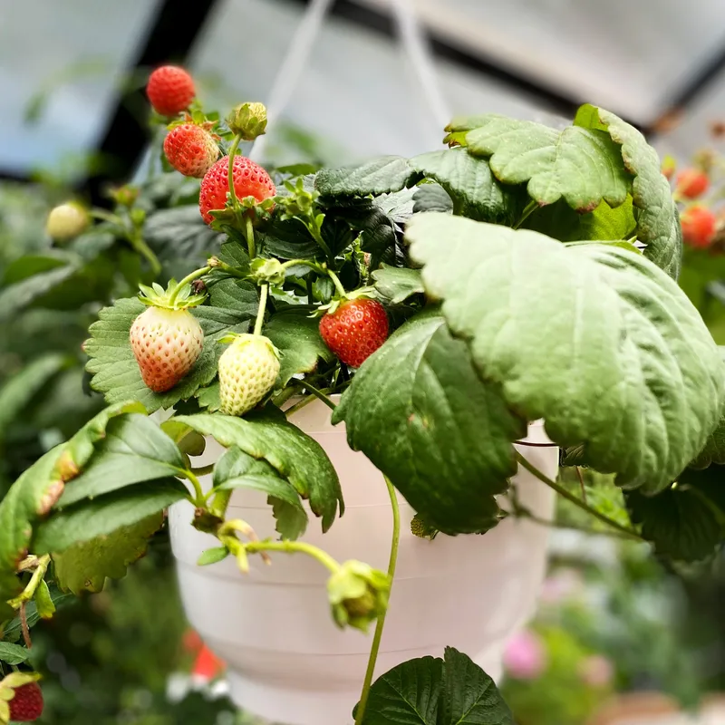Växthus 12,7m² | 5 års stormgaranti | 4mm säkerhetsglas | Svart - Trädgård & spabad - Trädgårdsskötsel - Växthus