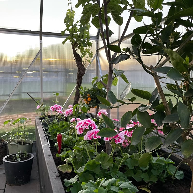 Växthus 18m² | Utökad odlingshöjd | Premium | 6mm kanalplast - Trädgård & spabad - Trädgårdsskötsel - Växthus