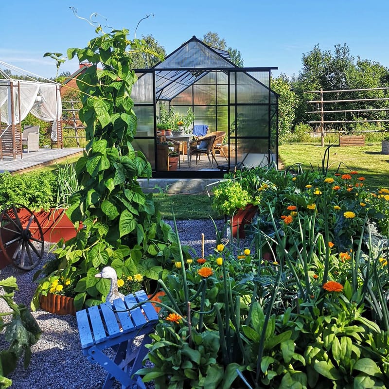 Växthus 18m² Premium | Extra hög odlingshöjd | 6mm kanalplast | Svart - Trädgård & spabad - Trädgårdsskötsel - Växthus