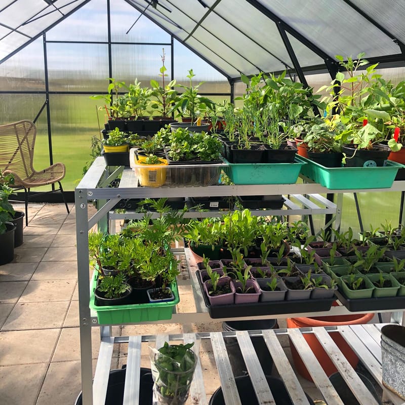 Växthus 18m² Premium | Extra hög odlingshöjd | 6mm kanalplast | Svart - Trädgård & spabad - Trädgårdsskötsel - Växthus