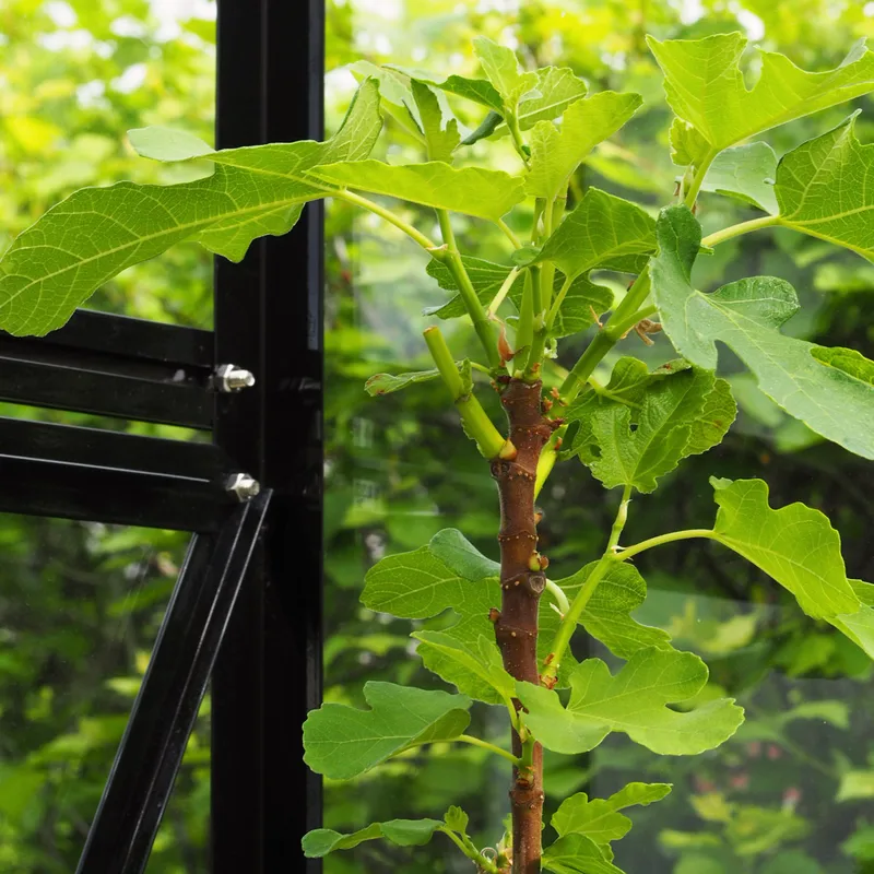 Växthus 6,4 m² | 4 mm säkerhetsglas | 5 års stormgaranti | Svart - Trädgård & spabad - Trädgårdsskötsel - Växthus