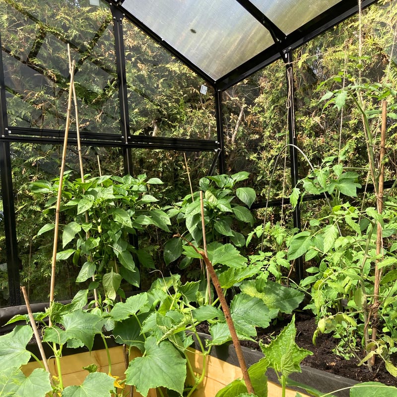 Växthus 9,6 m² | 4mm säkerhetsglas | 5 års stormgaranti | Svart - Trädgård & spabad - Trädgårdsskötsel - Växthus