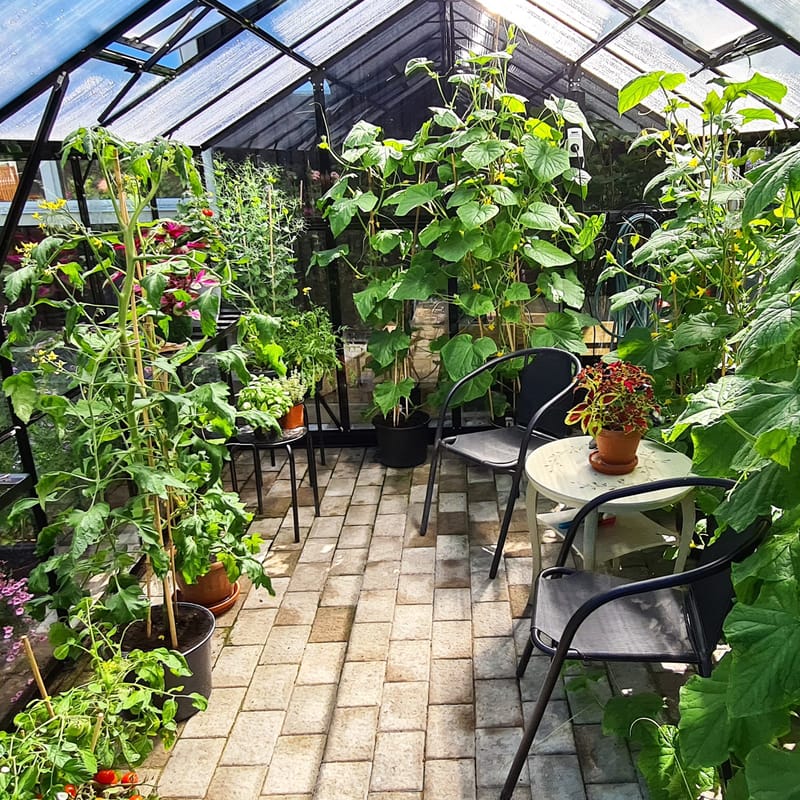 Växthus 9,6 m² | 4mm säkerhetsglas | 5 års stormgaranti | Svart - Trädgård & spabad - Trädgårdsskötsel - Växthus