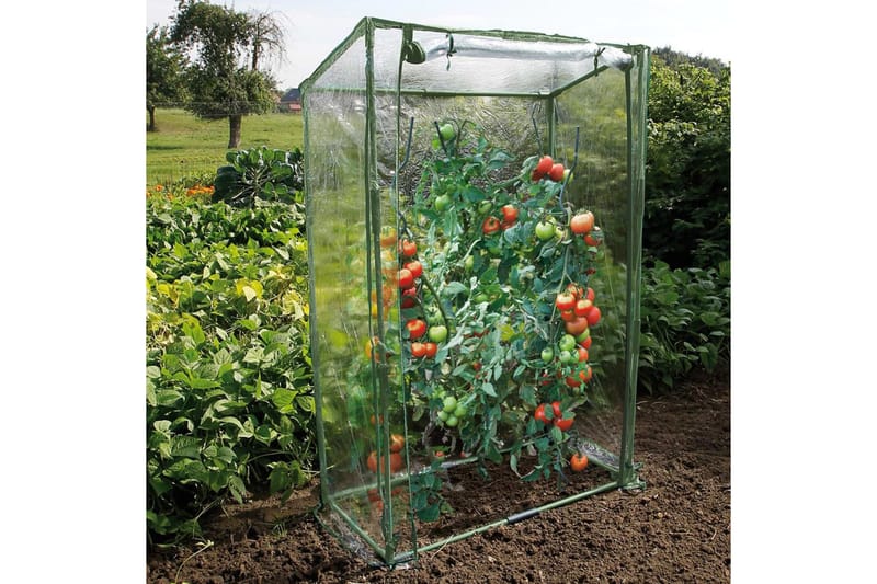 Växthus för tomatodling 100x50x150 cm - Transparent - Växthus - Fristående växthus