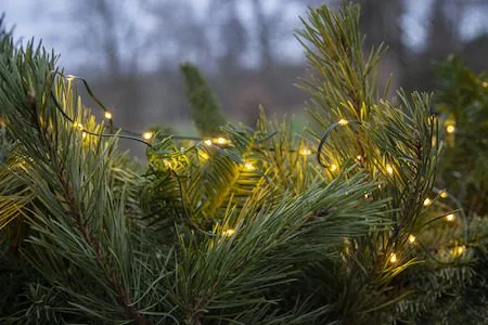 LED-ljusslinga Jul Dew Drop Micro 7 m 96 ljus Varmvit Batteridriven - Grön - Trädgård & spabad - Utemiljö - Altan & terrass - Altanbelysning