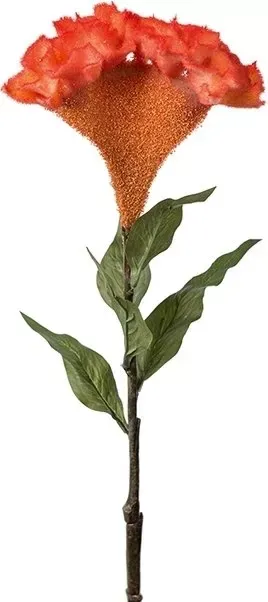 Celosia konstväxt, orange
