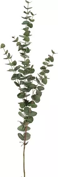 Eucalyptus konstväxt, grön