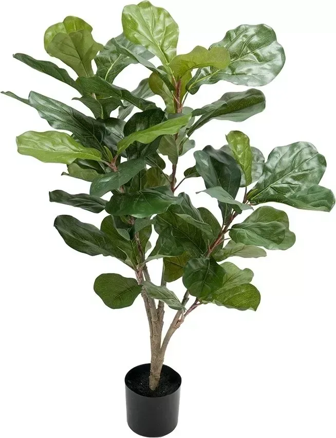 Fiolfikus konstväxt, grön
