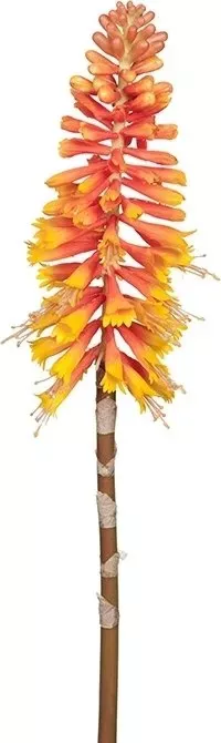 Kniphofia konstväxt, orange/gul