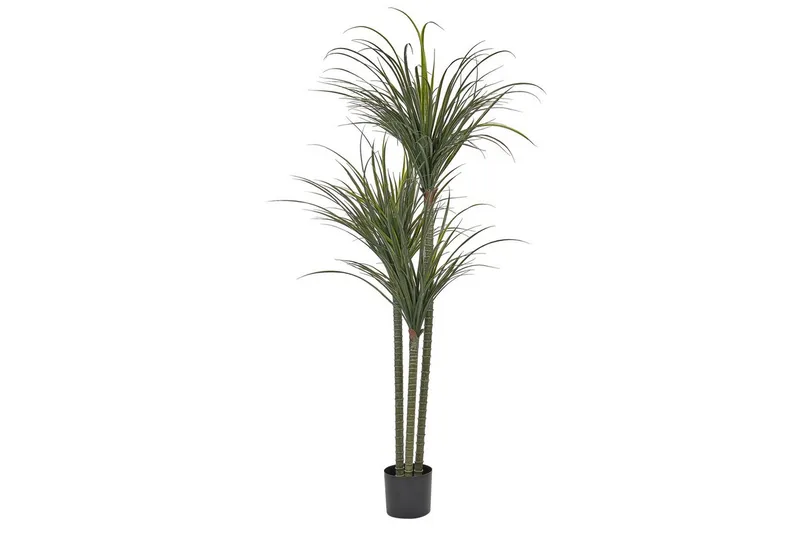 Konstgjord växt Dracaena Anita, undefined