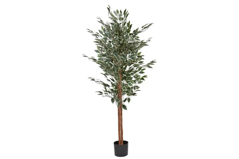 Konstgjord växt Ficus, undefined