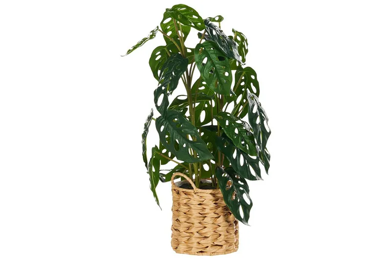 Konstgjord växt Monstera Adansonii - Utemöbler - Balkong - Balkongodling - Balkongblommor