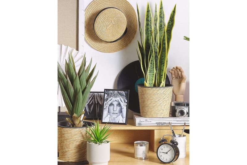 Konstgjord växt Snake Plant 15x15x63 cm - 15x15x63 cm - Utemöbler - Balkong - Balkongodling - Balkongblommor
