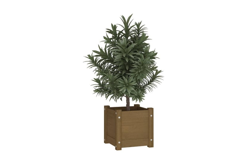 Odlingslåda honungsbrun 31x31x31 cm massiv furu - Honung - Utemöbler - Övrigt utemöbler - Tillbehör utomhus - Utomhuskrukor